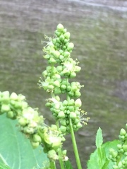 Mercurialis annua