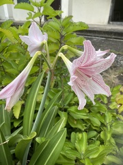 Hippeastrum reticulatum