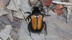 Campsiura mirabilis