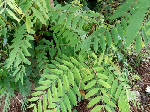 Kassod Tree