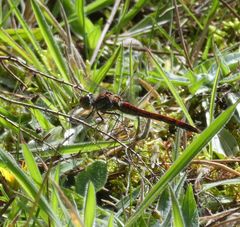 Sympetrum nigrifemur