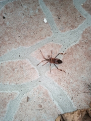 Leptoglossus occidentalis