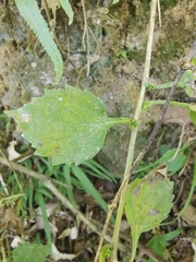 Adenophora stricta