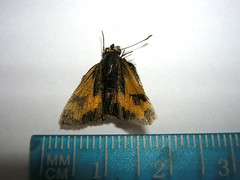 Taractrocera nigrolimbata