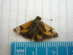 Taractrocera archias