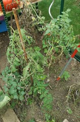 Phytophthora infestans