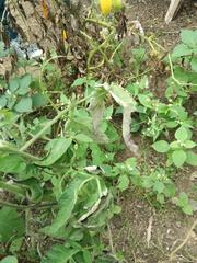 Phytophthora infestans