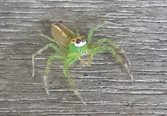 Epeus flavobilineatus