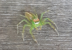 Epeus flavobilineatus