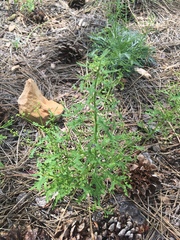 Dysphania graveolens