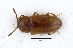 Cryptophilus propinquus