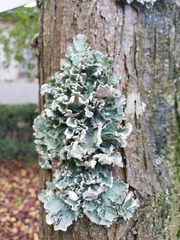 Parmotrema hypoleucinum