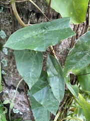 Passiflora sexocellata image