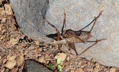 Antaxius spinibrachius