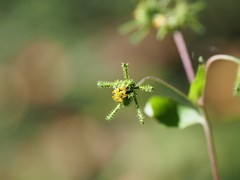 Sigesbeckia glabrescens