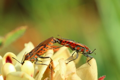 Spilostethus rivularis