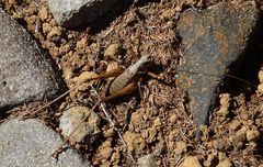 Antaxius spinibrachius