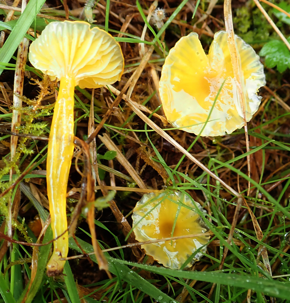 Hygrocybe sect. Chlorophanae