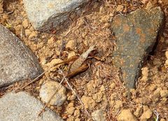 Antaxius spinibrachius