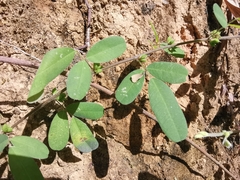 Grona heterocarpos