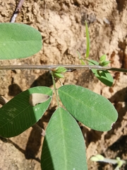 Grona heterocarpos