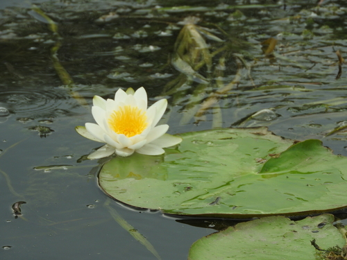 Nymphaea alba