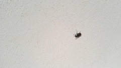 Calliphora vomitoria