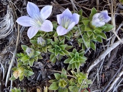 Craterocapsa