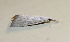 Eoreuma densellus