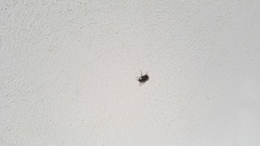 Calliphora vomitoria