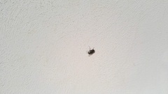 Calliphora vomitoria