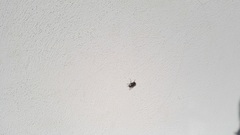 Calliphora vomitoria