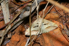 Chiasmia subcurvaria