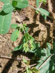 Grona heterocarpos