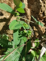 Grona heterocarpos