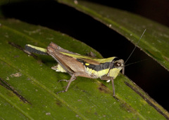 Scaria