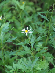 Aster pinnatifidus