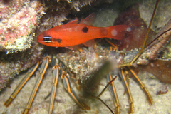 Apogon maculatus