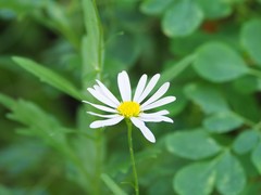 Aster pinnatifidus