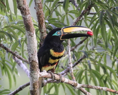 Many-Banded Aracari photo 4