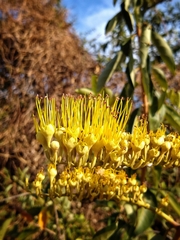 Combretum lanceolatum