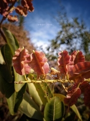 Combretum lanceolatum
