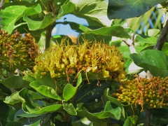 Deplanchea tetraphylla