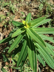 Euphorbia pekinensis