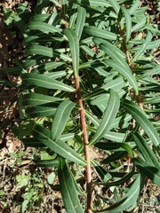 Euphorbia pekinensis