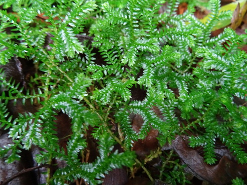 Selaginella image