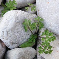 Petroselinum crispum