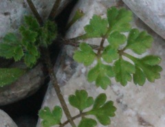 Petroselinum crispum