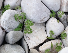 Petroselinum crispum