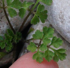 Petroselinum crispum